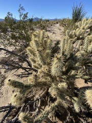 Cylindropuntia sanfelipensis