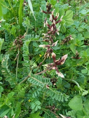 Astragalus palaestinus