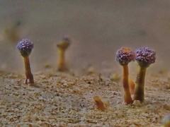 Sclerophora amabilis