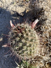 Mammillaria hutchisoniana hutchisoniana