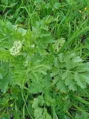 Tordylium aegyptiacum