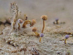 Sclerophora amabilis