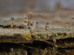 Sclerophora amabilis