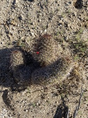 Mammillaria hutchisoniana hutchisoniana