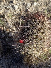 Mammillaria hutchisoniana hutchisoniana