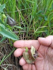 Aristolochia bottae
