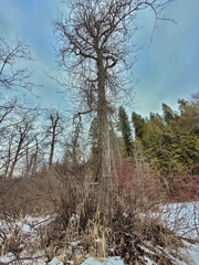 Sclerophora amabilis