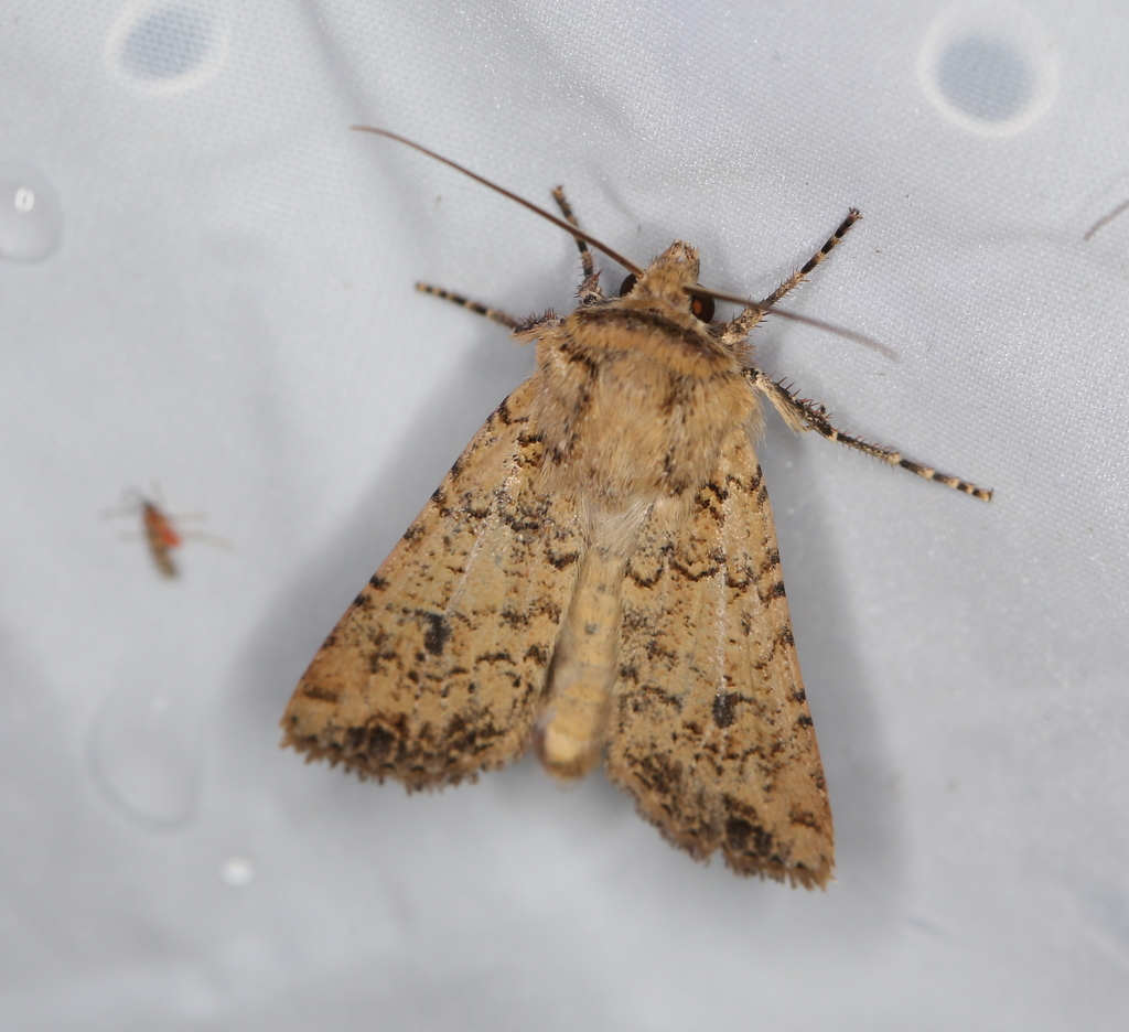 Coast Dart, photo 1 of 10