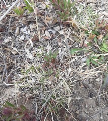 Poa maniototo