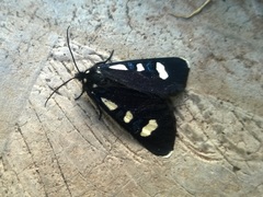 Alypiodes bimaculata