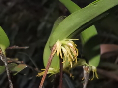Pleurothallis chloroleuca