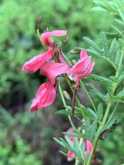 Indigofera rostrata