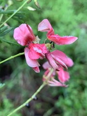 Indigofera rostrata