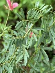 Indigofera rostrata