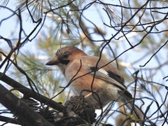 Garrulus glandarius graecus