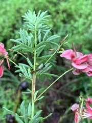 Indigofera rostrata