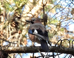 Garrulus glandarius graecus