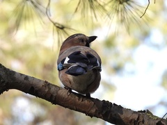 Garrulus glandarius graecus