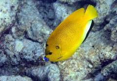 Apolemichthys trimaculatus