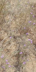 Malcolmia littorea