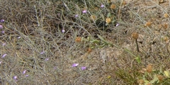 Malcolmia littorea