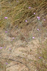 Malcolmia littorea