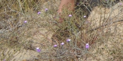 Malcolmia littorea