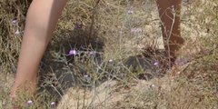 Malcolmia littorea
