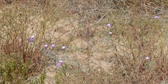 Malcolmia littorea