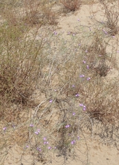 Malcolmia littorea