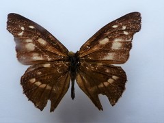 Libythea