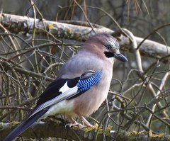 Garrulus glandarius graecus