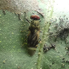 Euryneura