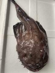 Lophiomus setigerus