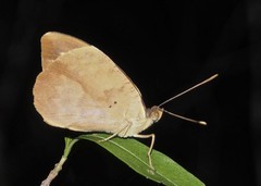 Aterica rabena