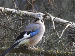 Garrulus glandarius graecus