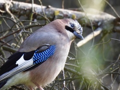 Garrulus glandarius graecus