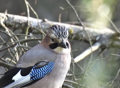 Garrulus glandarius graecus