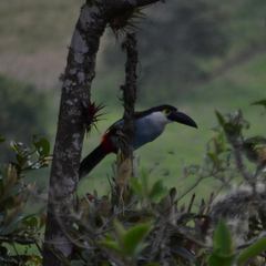 Andigena nigrirostris