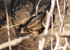Pelophylax shqipericus