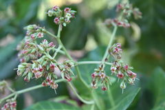 Cashew (Anacardium)