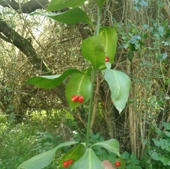 Ruscus hypophyllum