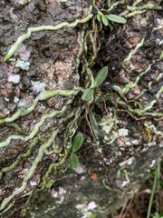 Mystacidium venosum