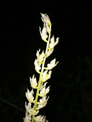 Stachysanthes
