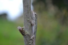 Anolis heterodermus