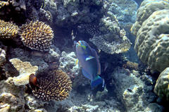 Chlorurus strongylocephalus