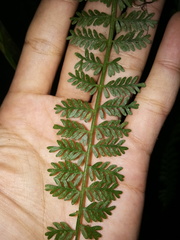 Asplenium thunbergii