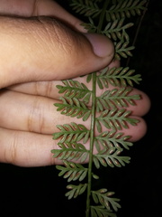 Asplenium thunbergii