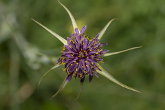 Tragopogon coelesyriacus
