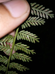 Asplenium thunbergii